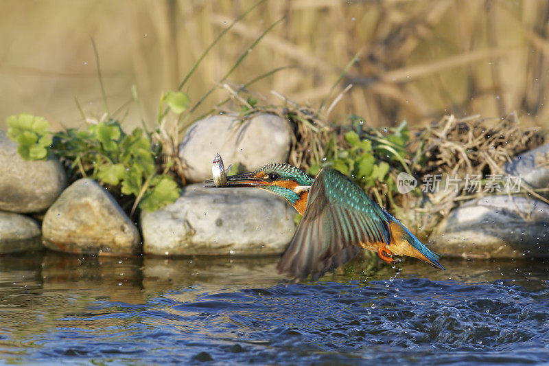 翠鸟捕鱼(Alcedo atthis)